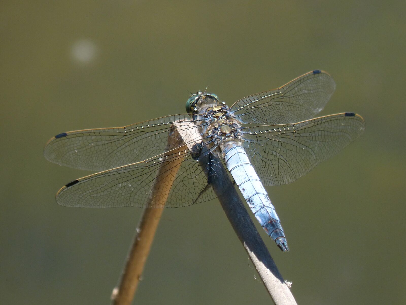 Panasonic DMC-FZ62 sample photo. Dragonfly, libellula fulva, blue photography