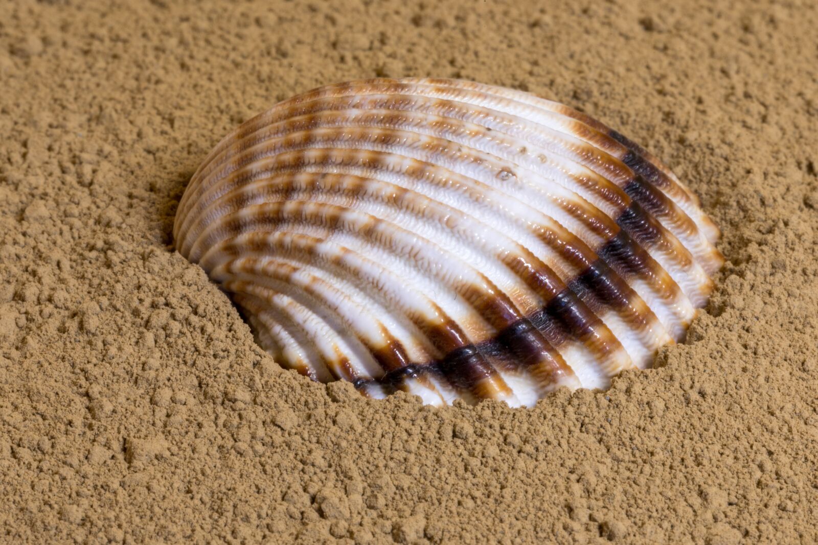 Canon EOS 5D Mark IV sample photo. Shell, sand, beach photography
