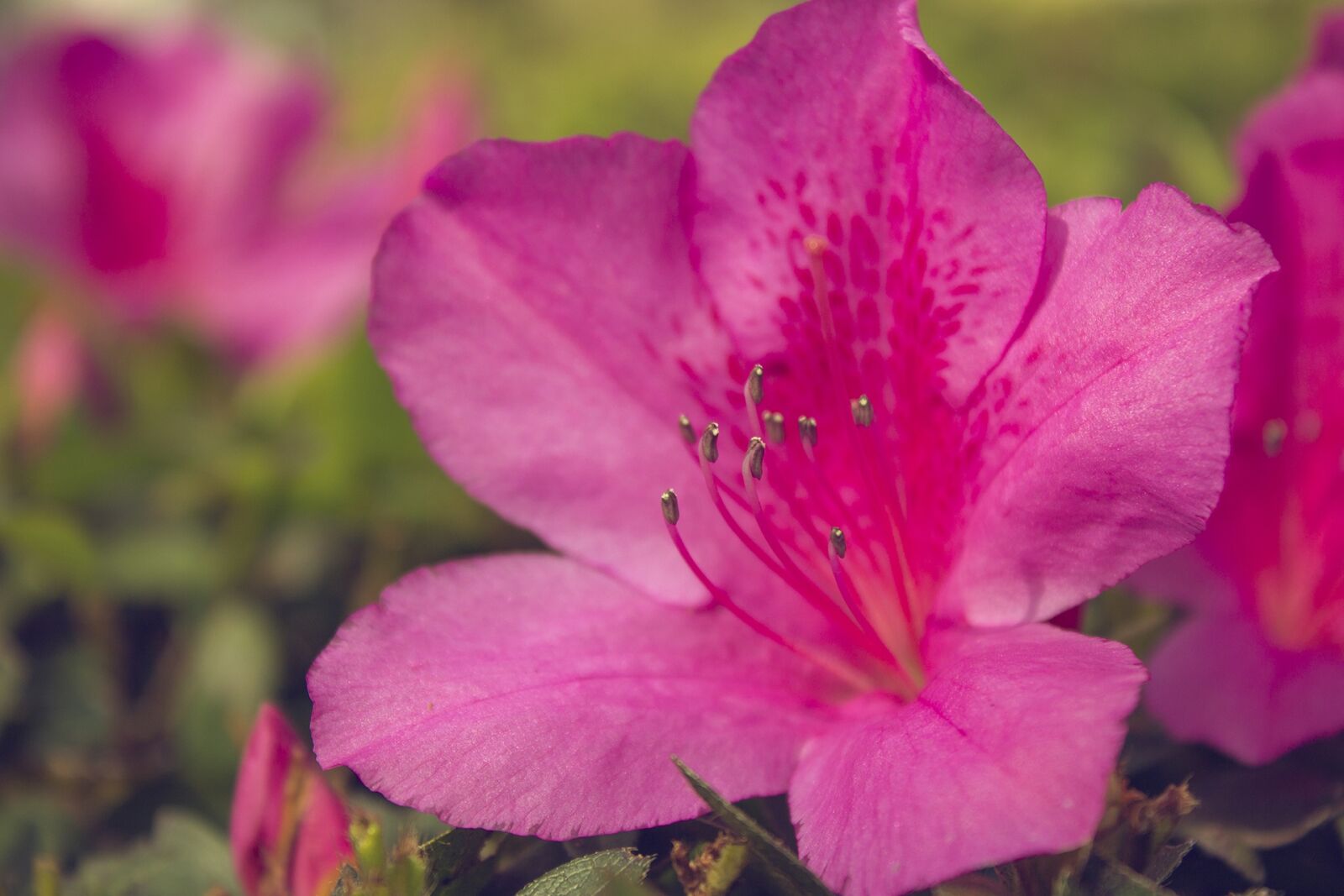 Canon EOS 600D (Rebel EOS T3i / EOS Kiss X5) sample photo. Flower, nature, floral photography