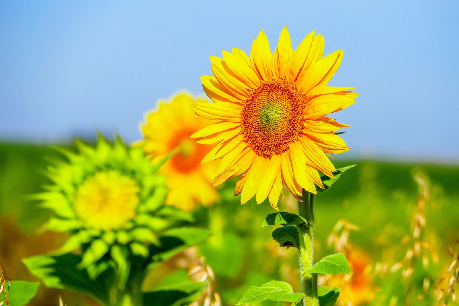 Panasonic Lumix DMC-FZ1000 sample photo. Sunflower, flower, yellow photography