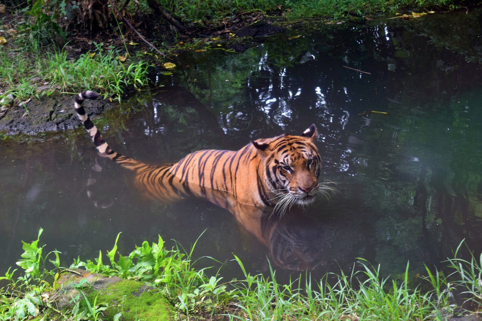Nikon D3300 sample photo. Tiger, tiger water, tiger photography