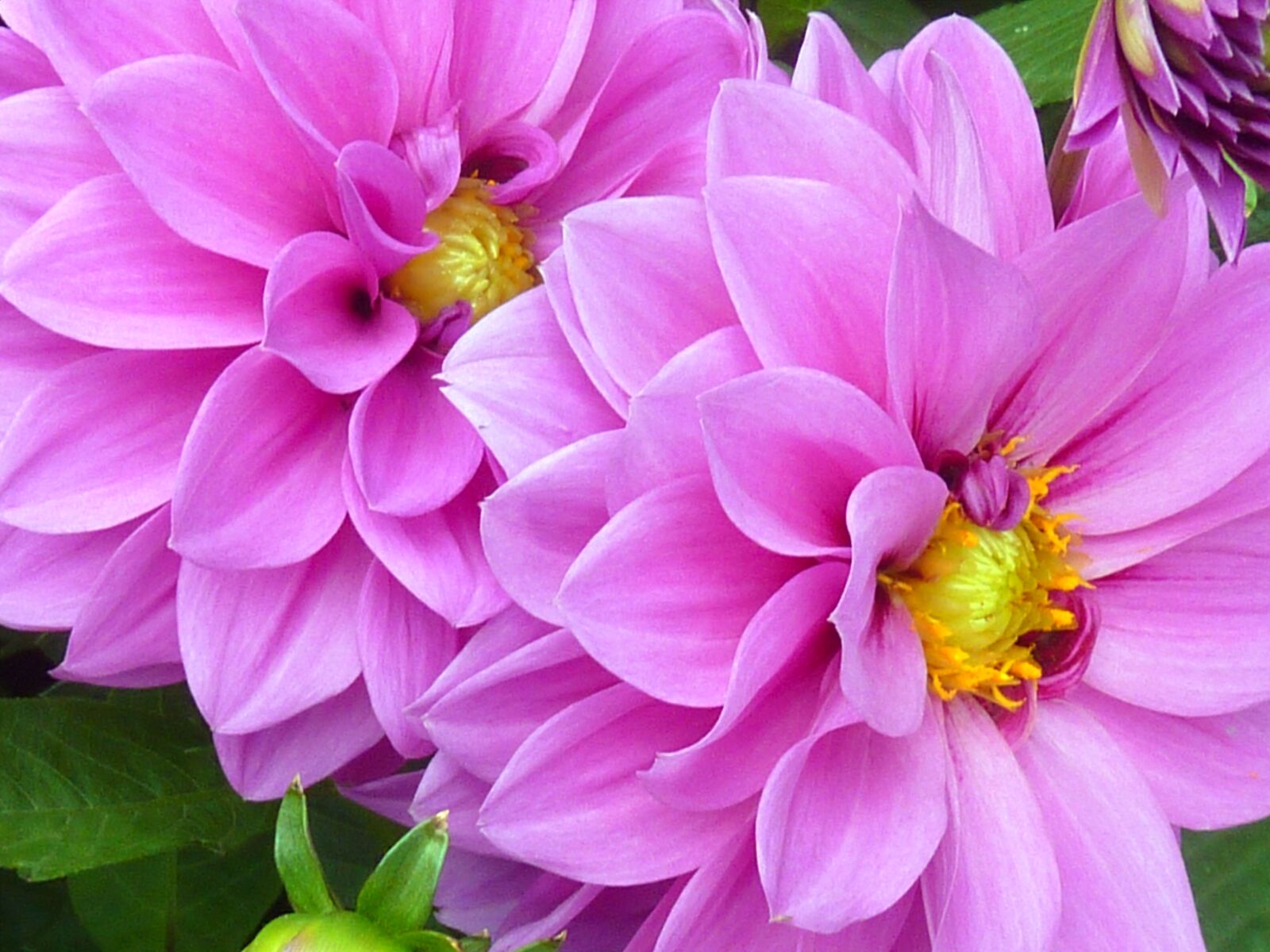 Panasonic DMC-TZ7 sample photo. Stamp, pistil, blossom photography