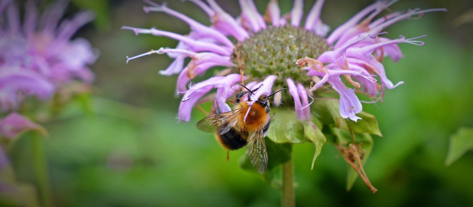 Nikon D5200 sample photo. Monarda didyma, hummel, monardenkraut photography