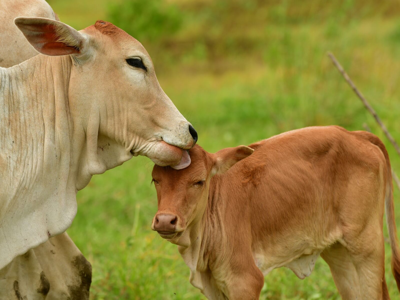Nikon D500 sample photo. Love, calf, livestock photography