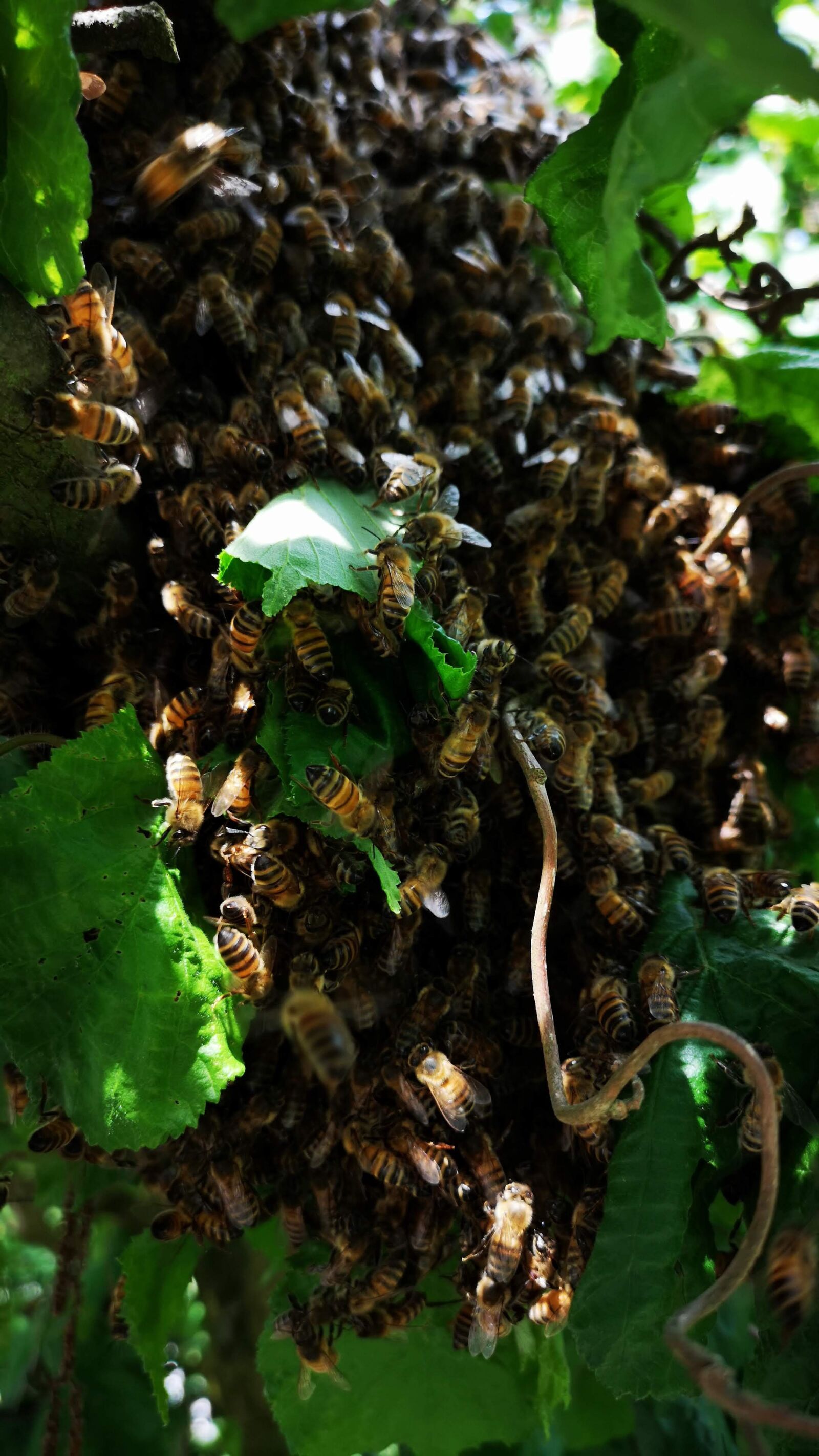 HUAWEI CLT-L29 sample photo. Bees, hive, beekeeper photography