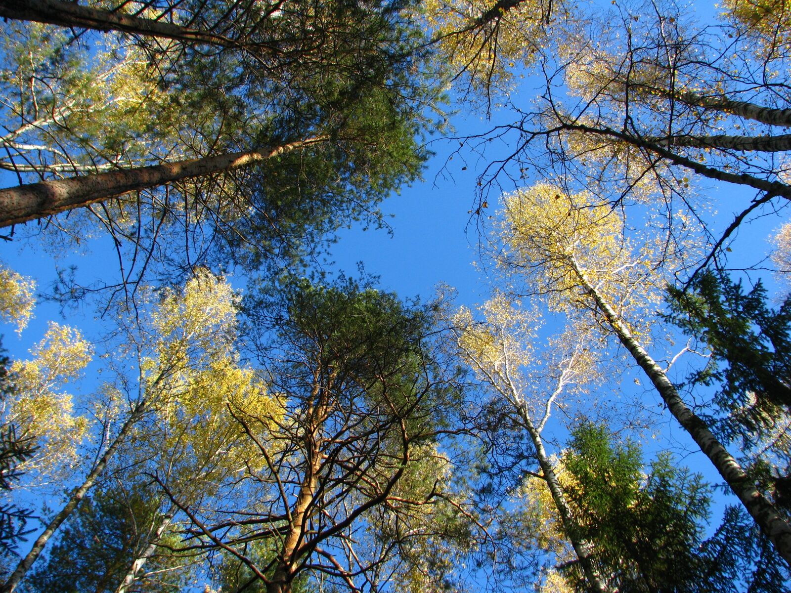 Canon POWERSHOT S5 IS sample photo. Blue sky, forest, birch photography
