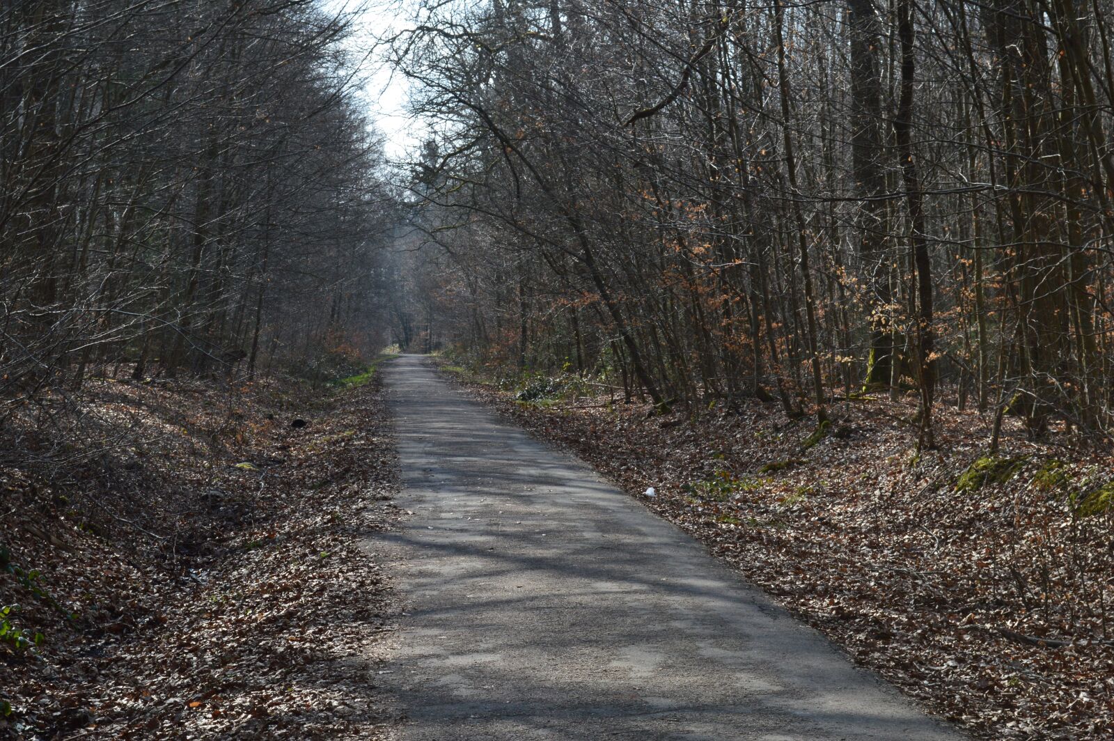 Nikon D3200 sample photo. Forest path, landscape, forest photography