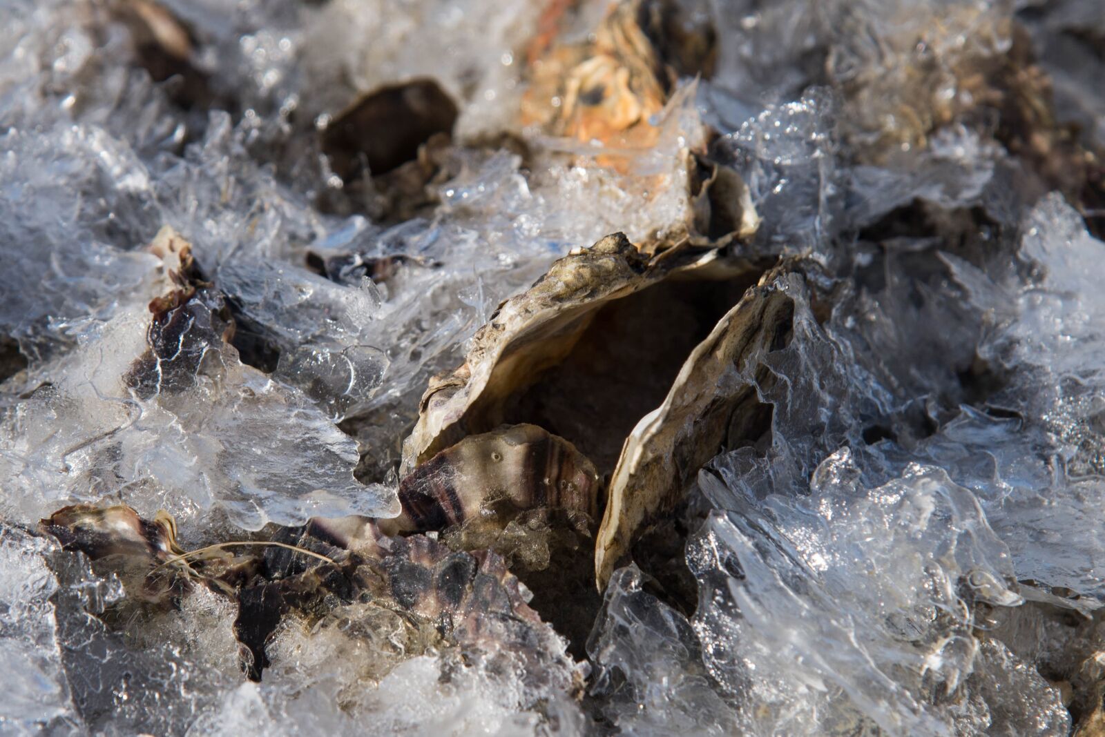 Nikon D600 sample photo. Nature, rock, body of photography
