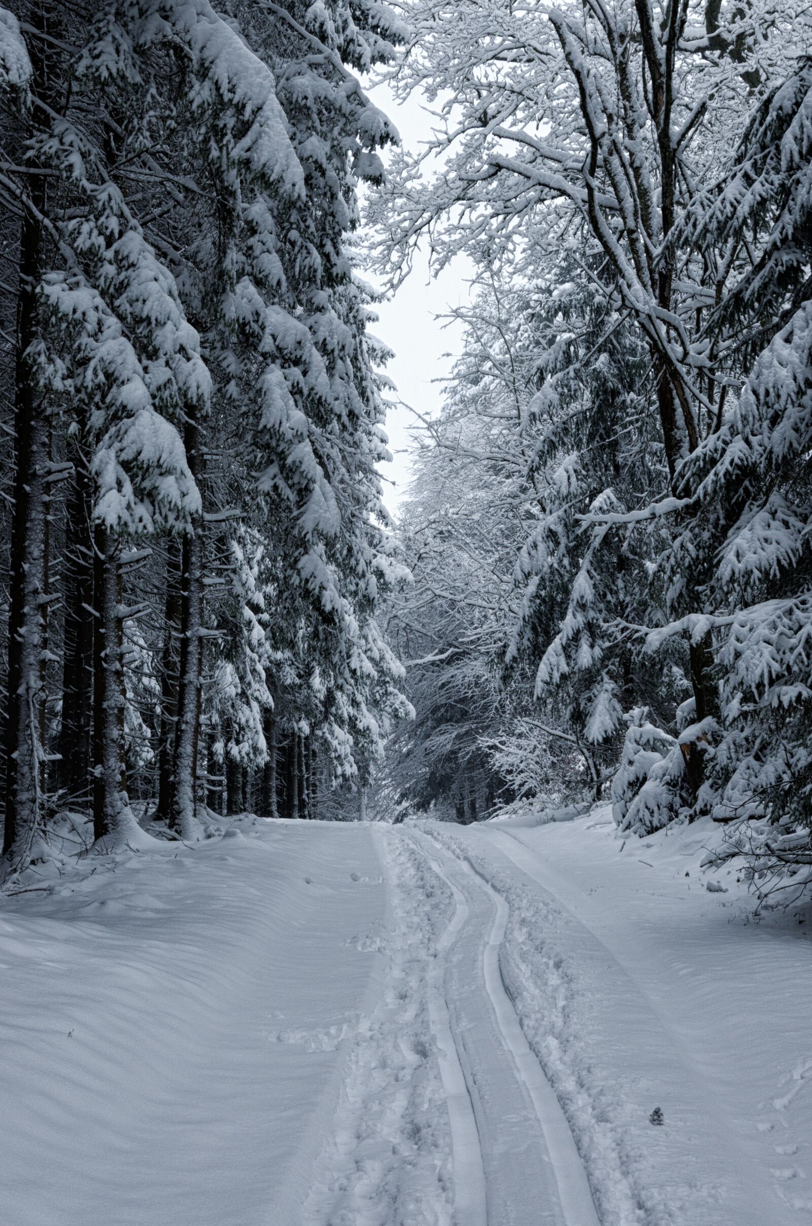 Nikon D5100 sample photo. Snow, winter, wood photography