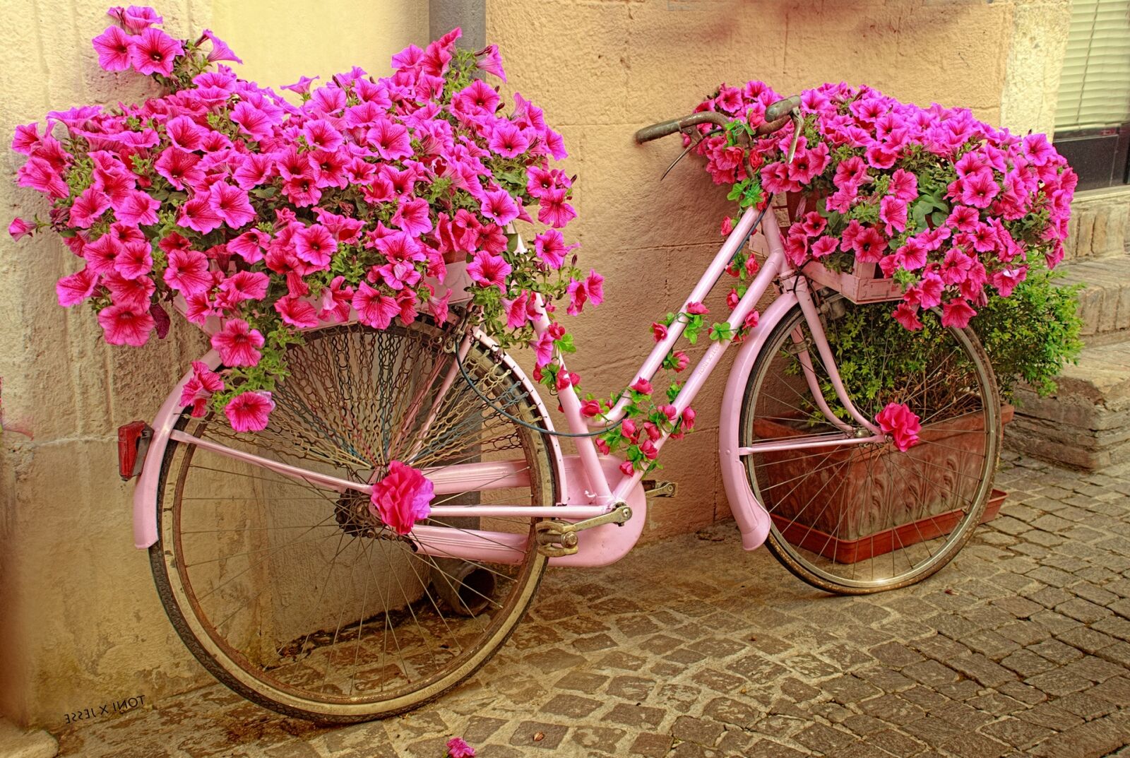 Canon EOS 600D (Rebel EOS T3i / EOS Kiss X5) sample photo. Bicycle, flowers, rosa photography