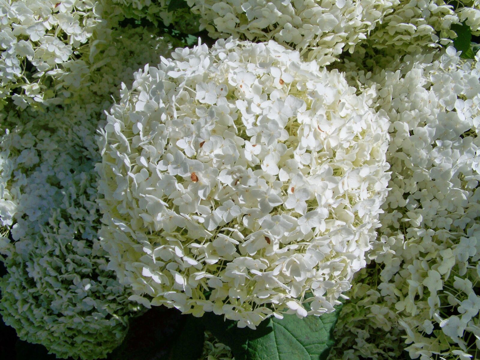 Kodak EASYSHARE ZD710 ZOOM DIGITAL CAMERA sample photo. Hydrangea, white flower, garden photography