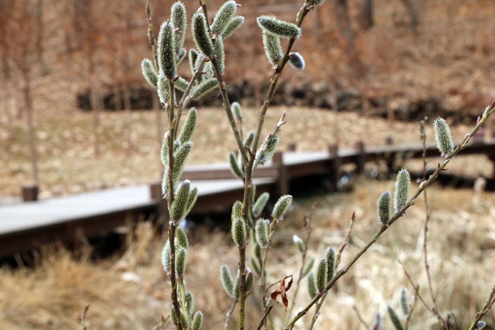 Canon EOS 750D (EOS Rebel T6i / EOS Kiss X8i) sample photo. Nature, plants, outdoors photography