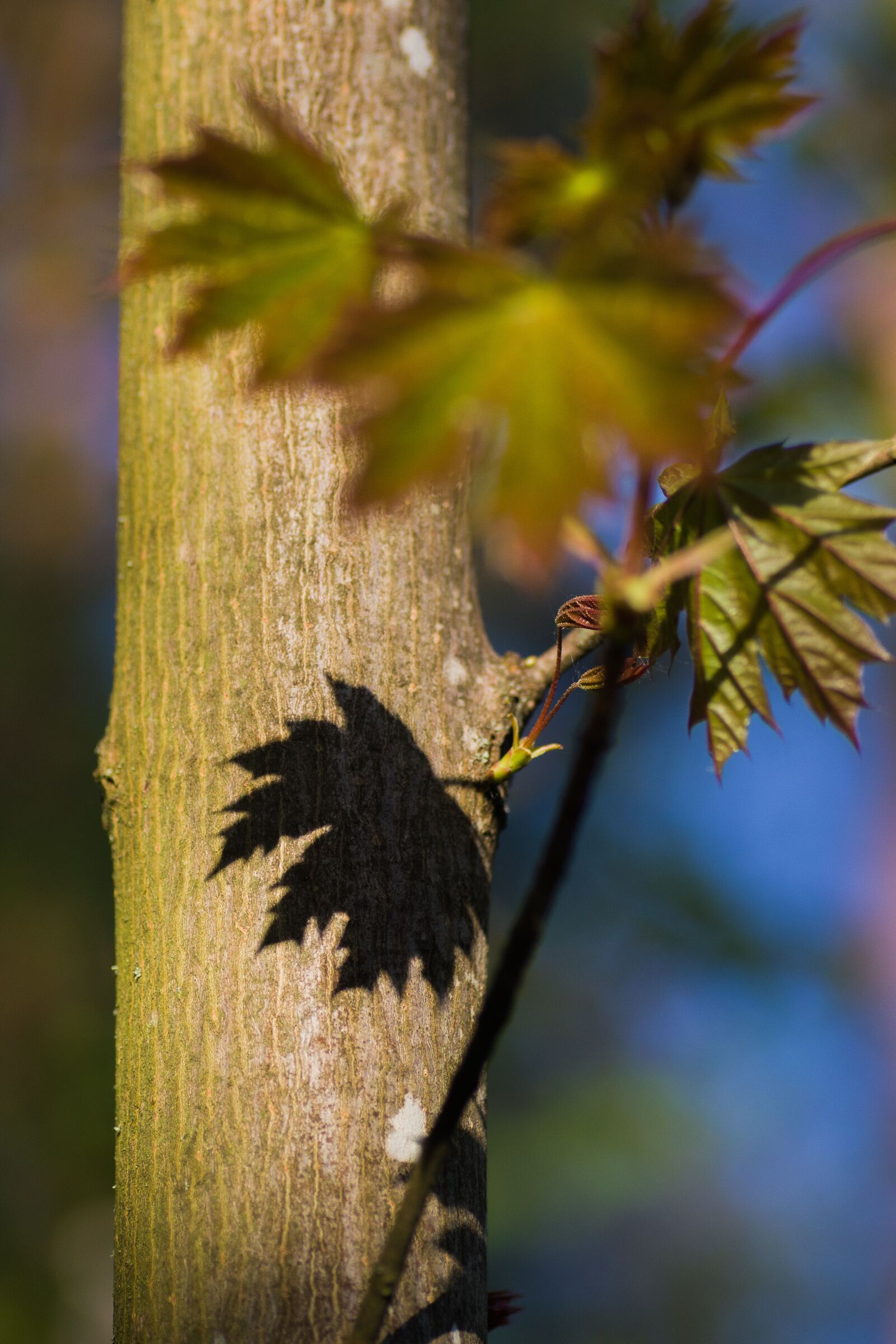 Tamron SP AF 90mm F2.8 Di Macro sample photo. Shadow, deciduous tree, leaf photography