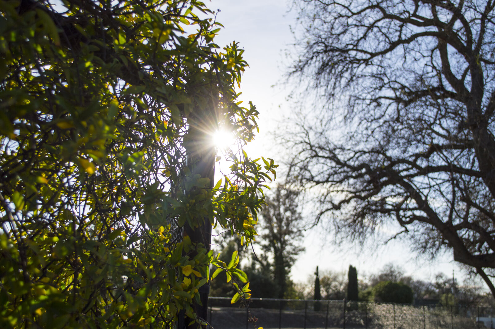 Nikon D3200 sample photo. Branch, branches, flare, lens photography