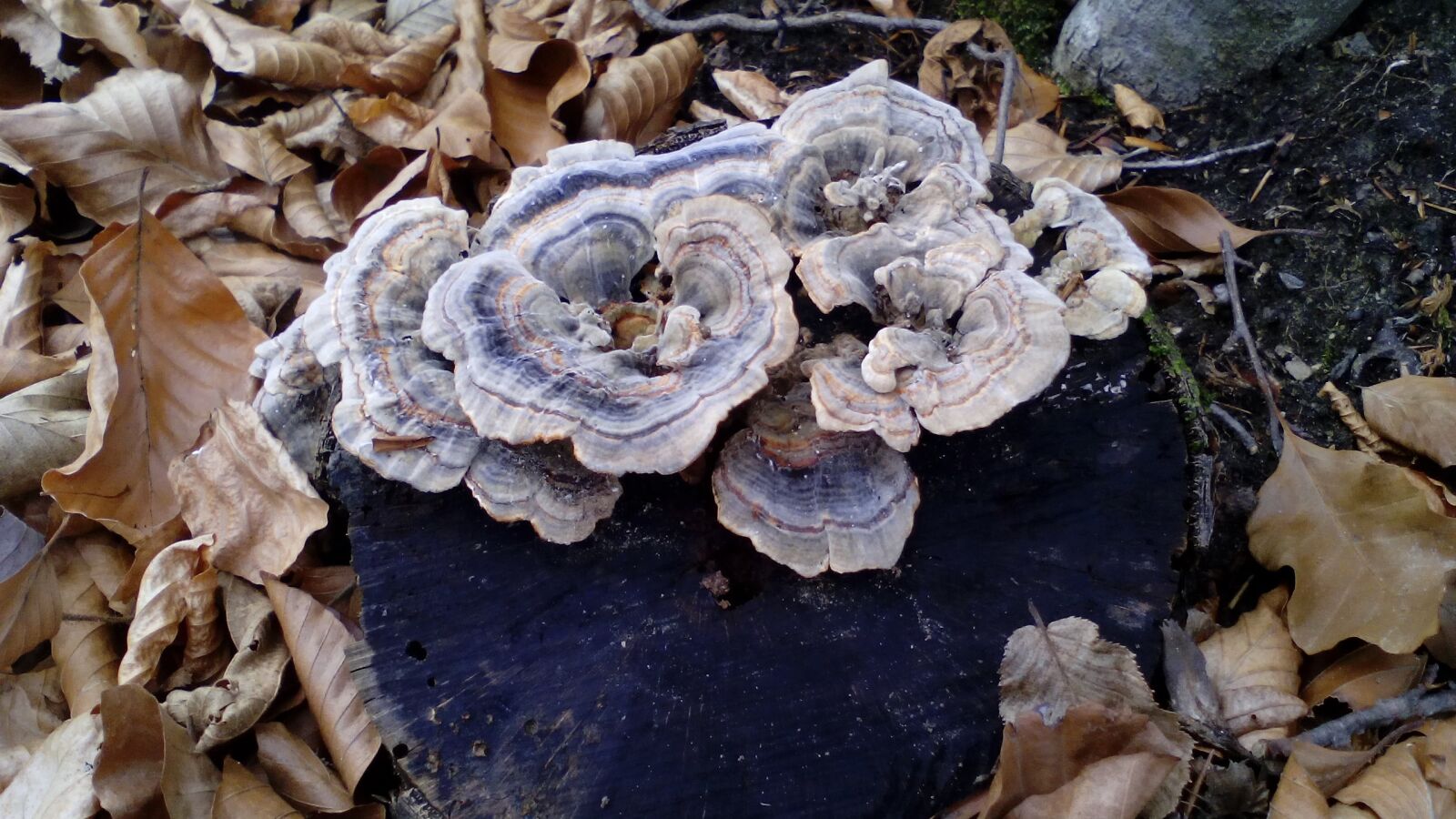 TCT ALCATEL ONE TOUCH 7041X sample photo. Mushrooms, nature, wild mushrooms photography