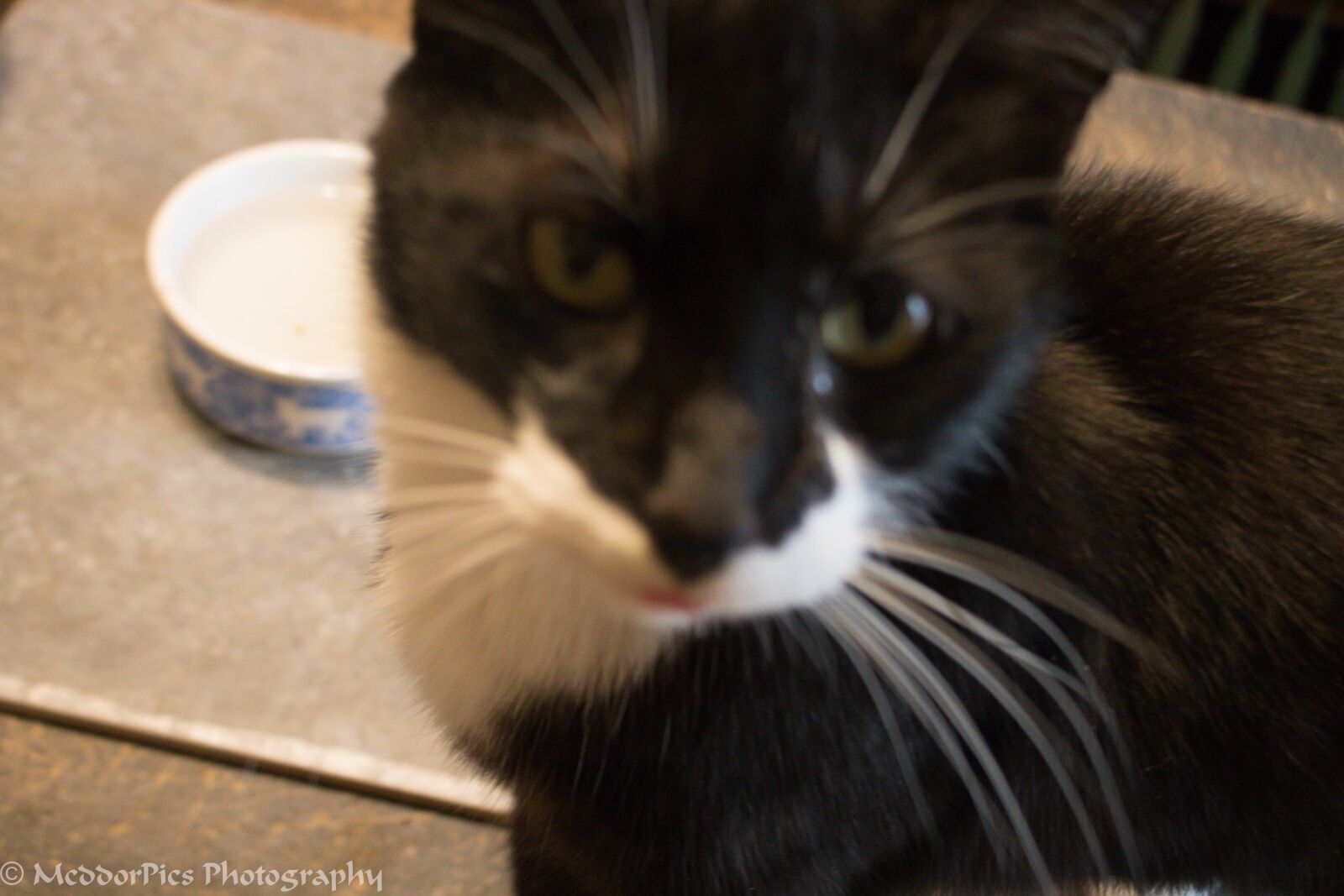 Canon EOS 750D (EOS Rebel T6i / EOS Kiss X8i) + Canon EF-S 18-55mm F3.5-5.6 IS STM sample photo. Tuxedo, cat, kitty photography