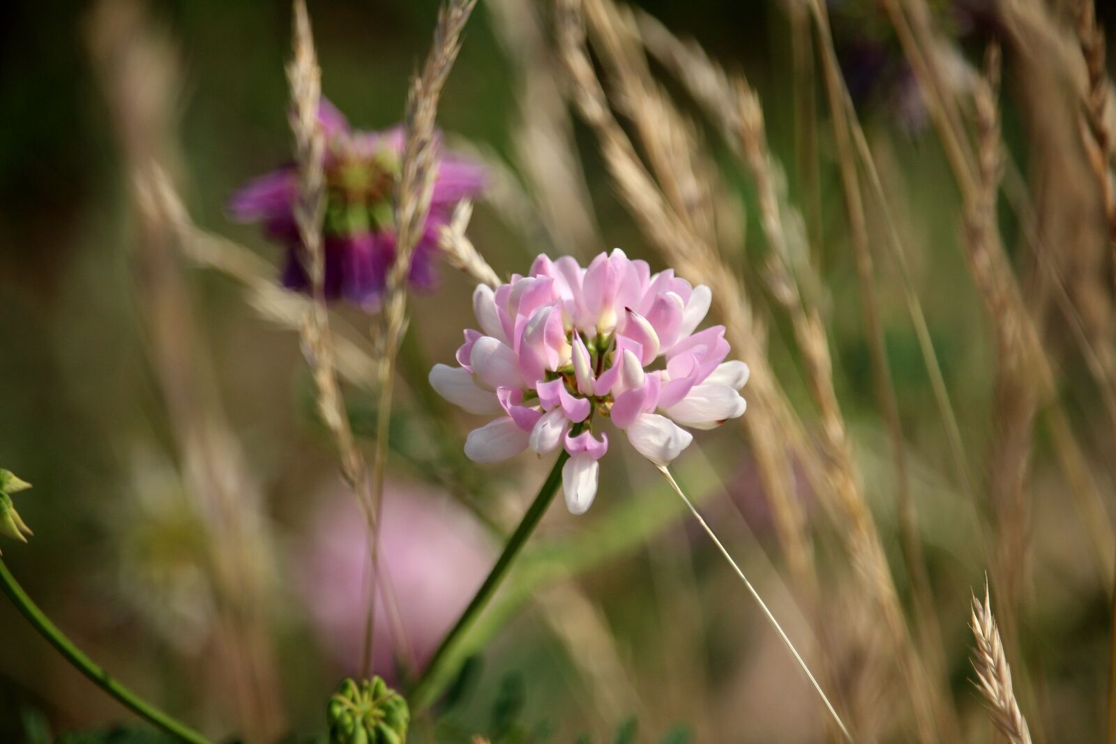 Canon EOS 700D (EOS Rebel T5i / EOS Kiss X7i) sample photo. Klee, grasses, plant photography