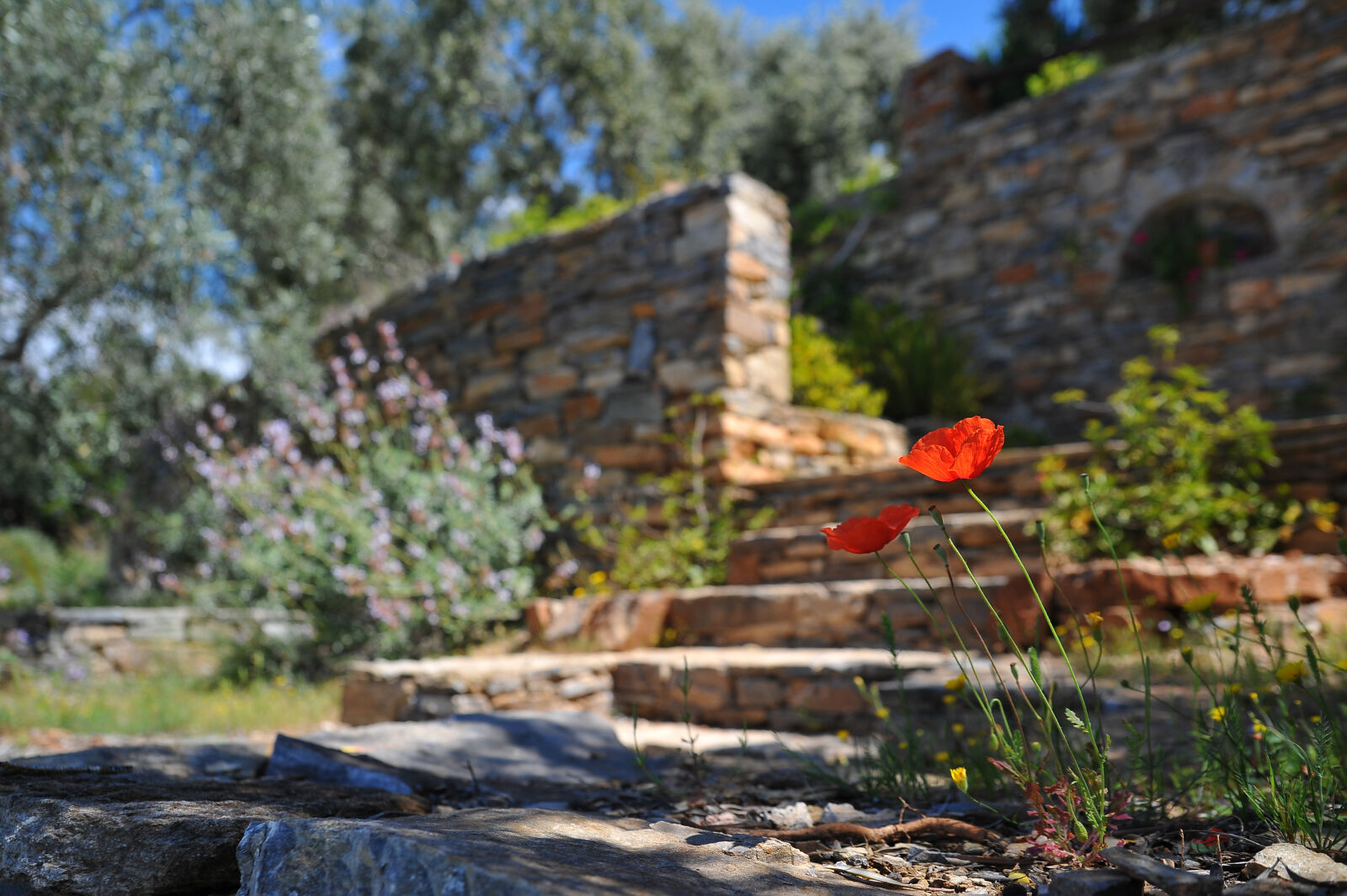 Nikon D700 sample photo. Bloom, blooming, blur, brick photography