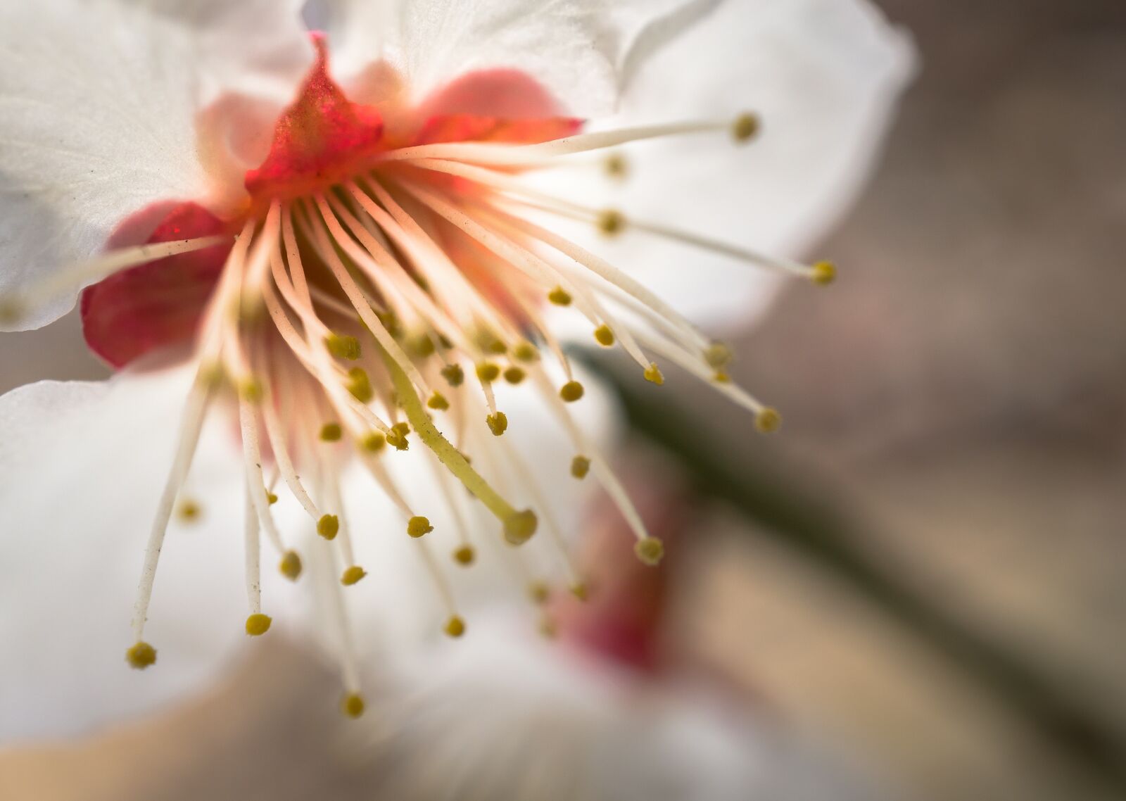 Sony Alpha NEX-5N sample photo. Cherry blossom, flowers, nature photography