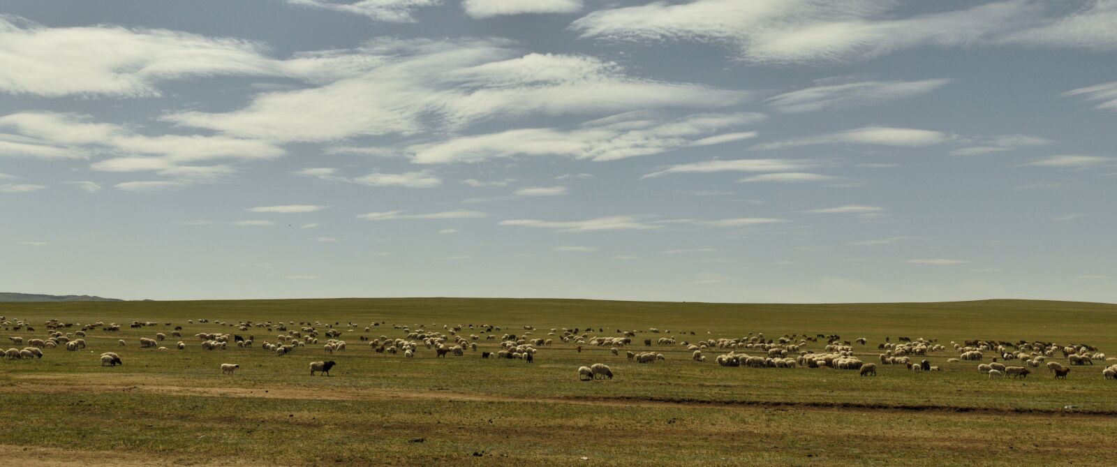 Nikon D90 sample photo. Sheep, steppe, nature photography