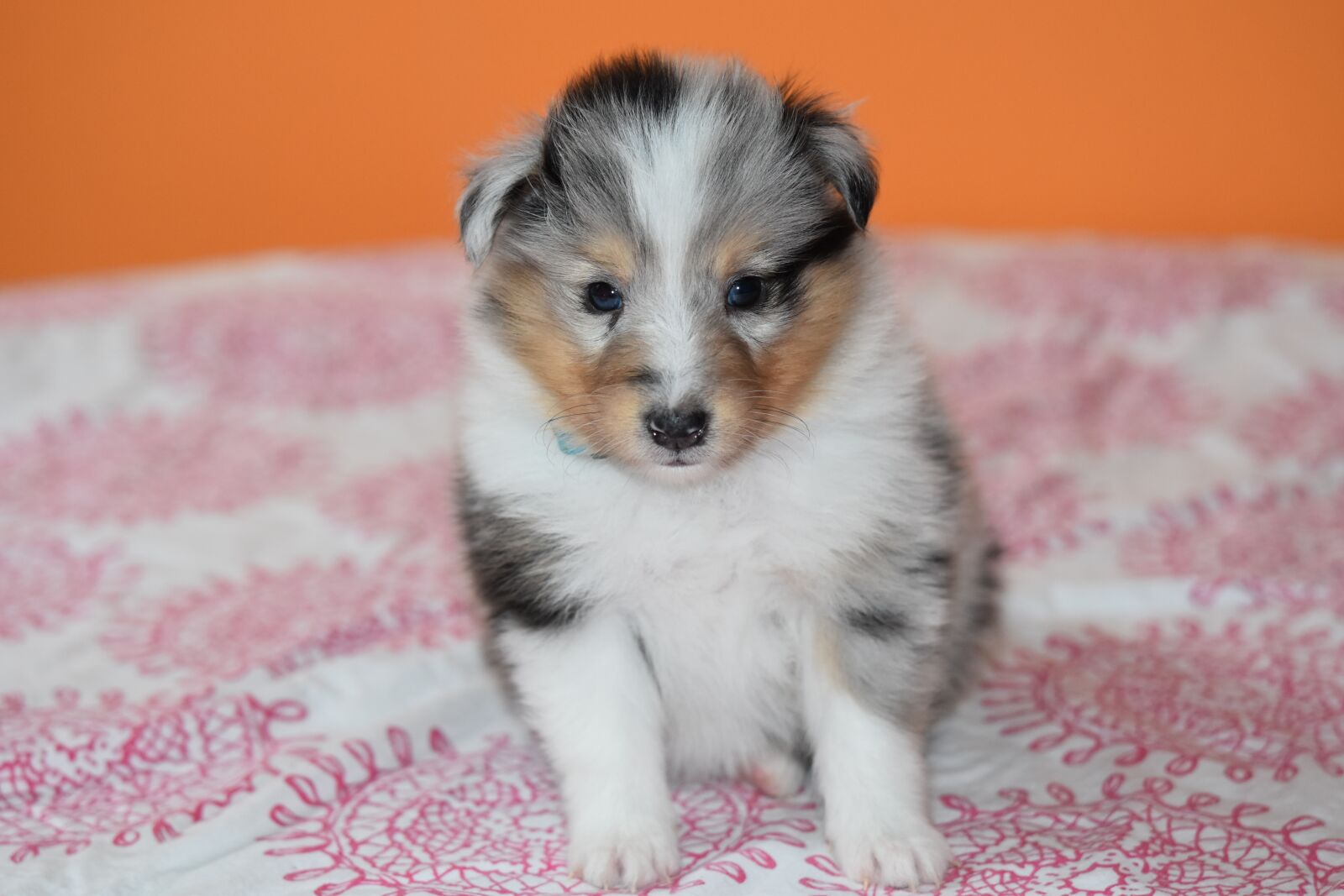 Nikon D5600 sample photo. Puppy shetland sheepdog, dog photography