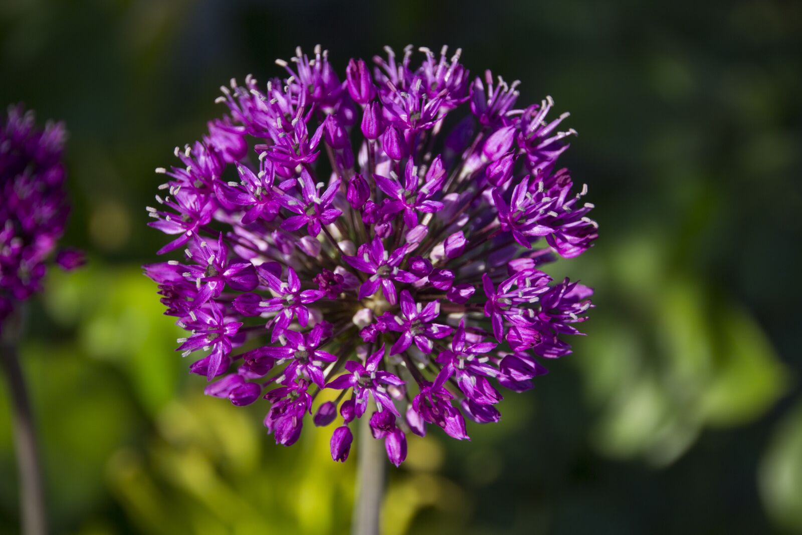 Canon EOS 60D sample photo. Blossom, bloom, garden photography