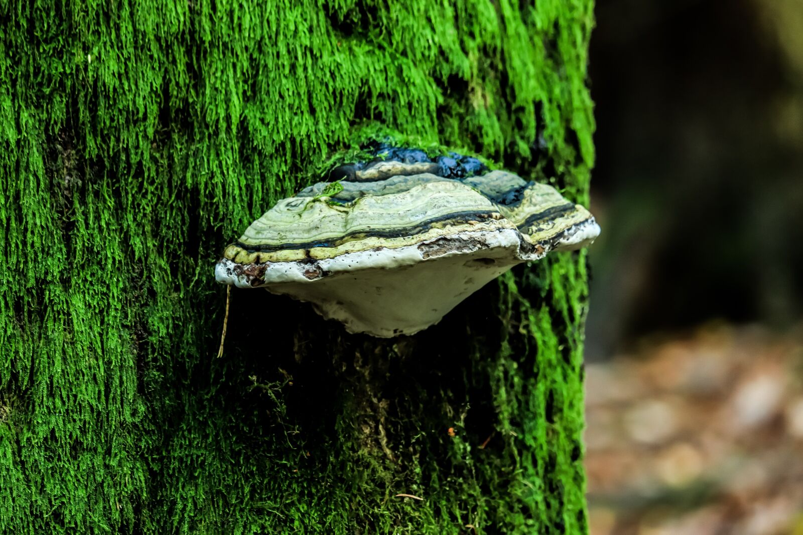 Canon EF-S 55-250mm F4-5.6 IS STM sample photo. Tree, mushroom, tree fungus photography