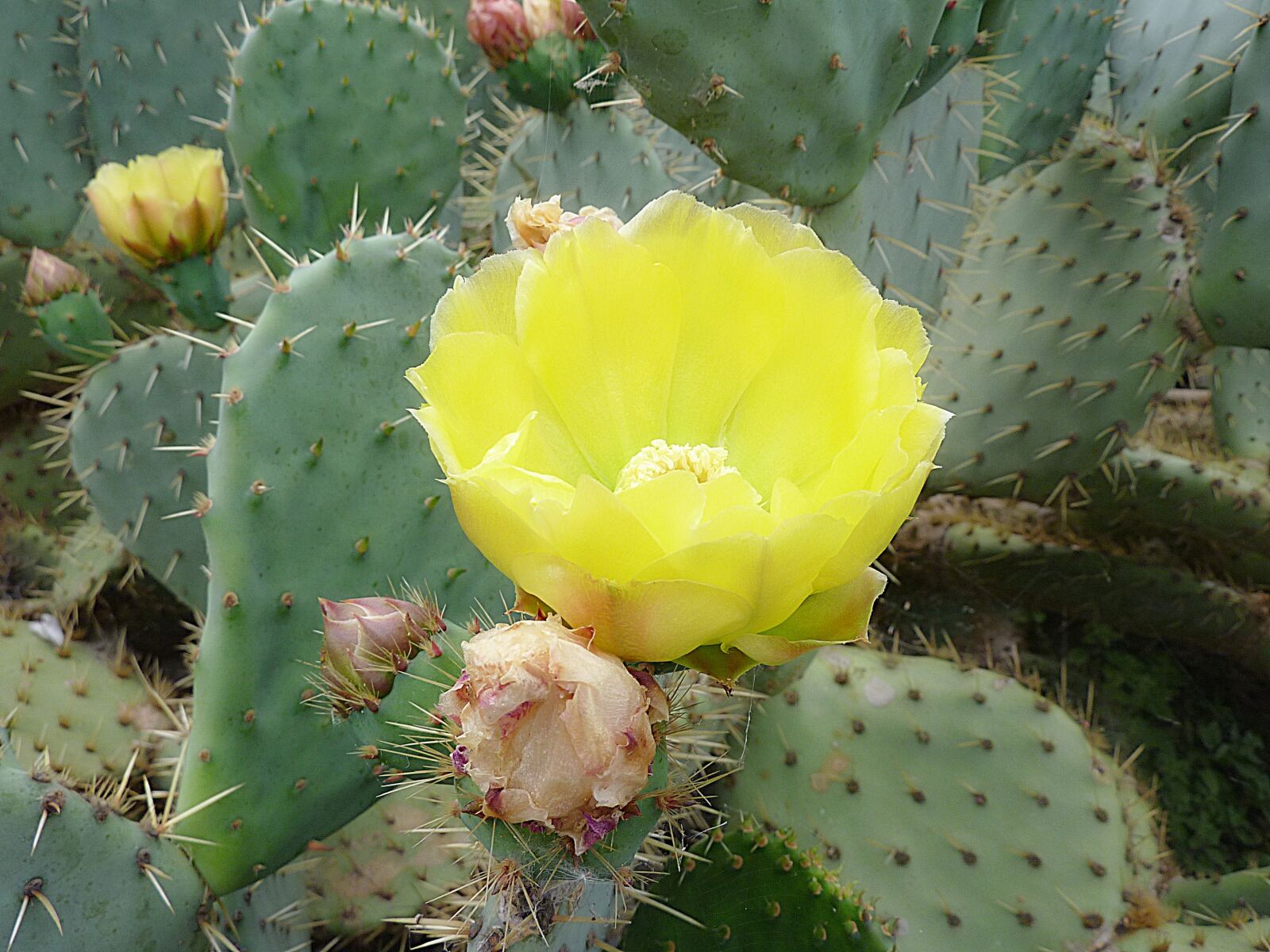 Panasonic DMC-TZ7 sample photo. Cactus, flower, thorns photography