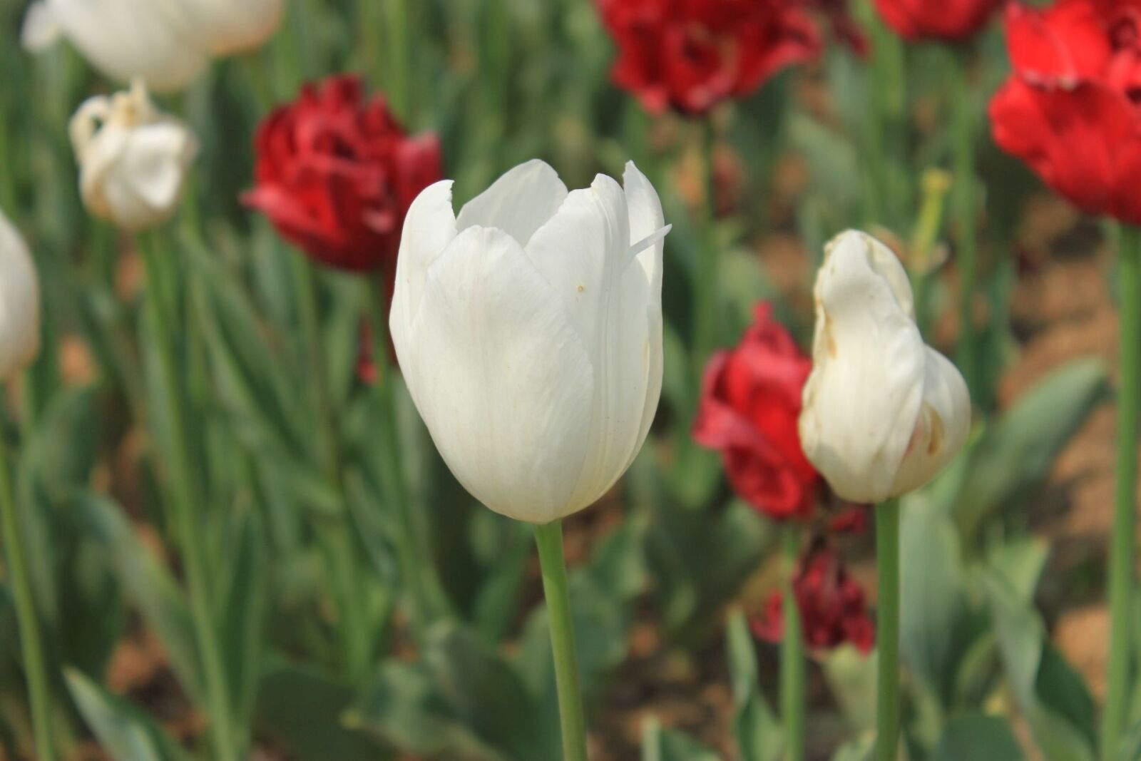 Canon EOS 500D (EOS Rebel T1i / EOS Kiss X3) sample photo. Flower, nature, plant photography