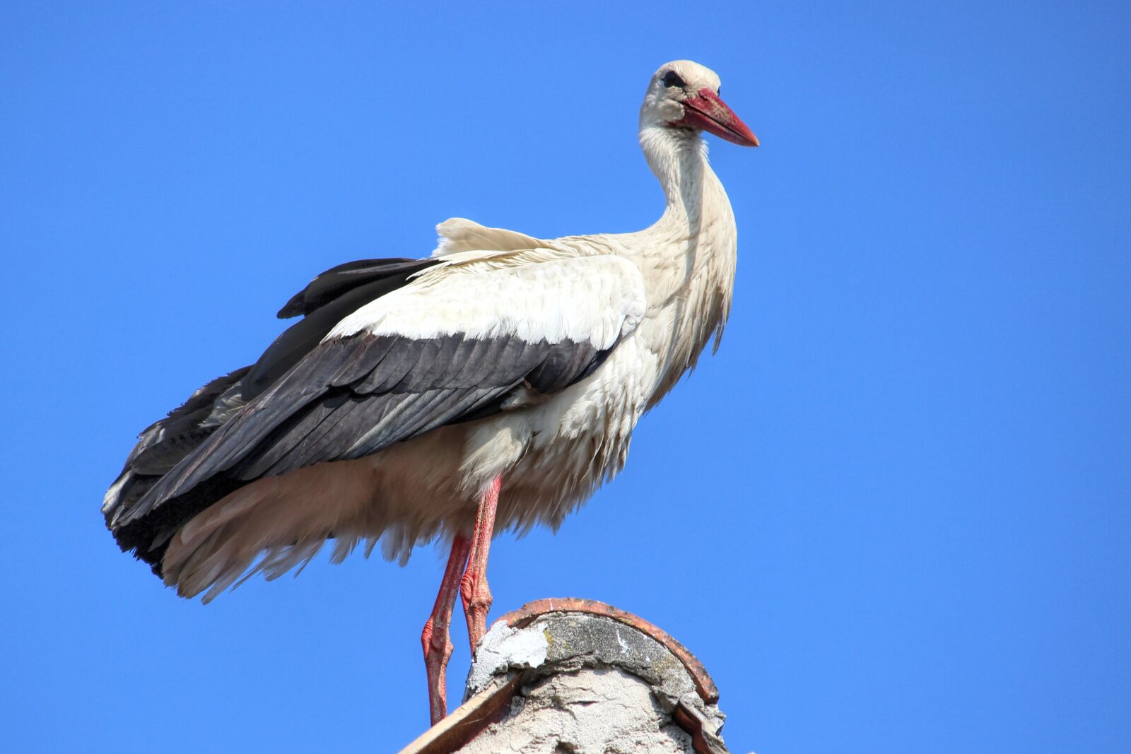 Canon EOS 600D (Rebel EOS T3i / EOS Kiss X5) sample photo. Stork, weisssorch, bird photography