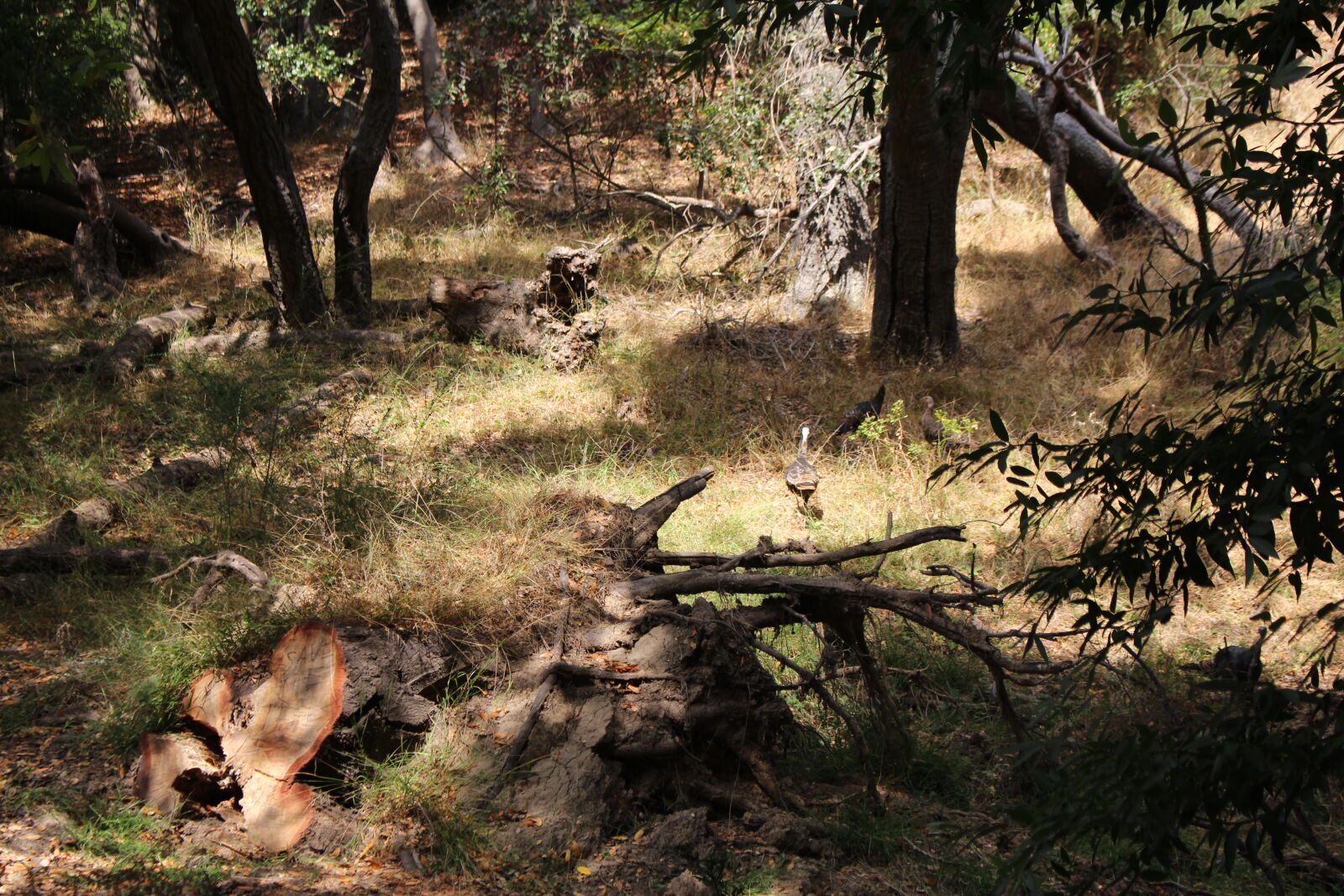 Canon EOS 700D (EOS Rebel T5i / EOS Kiss X7i) sample photo. Nature, turkeys, wildlife, photography photography