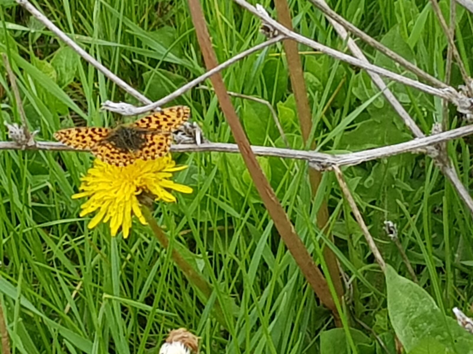 Samsung Galaxy S8 sample photo. Butterfly, nature, flower photography