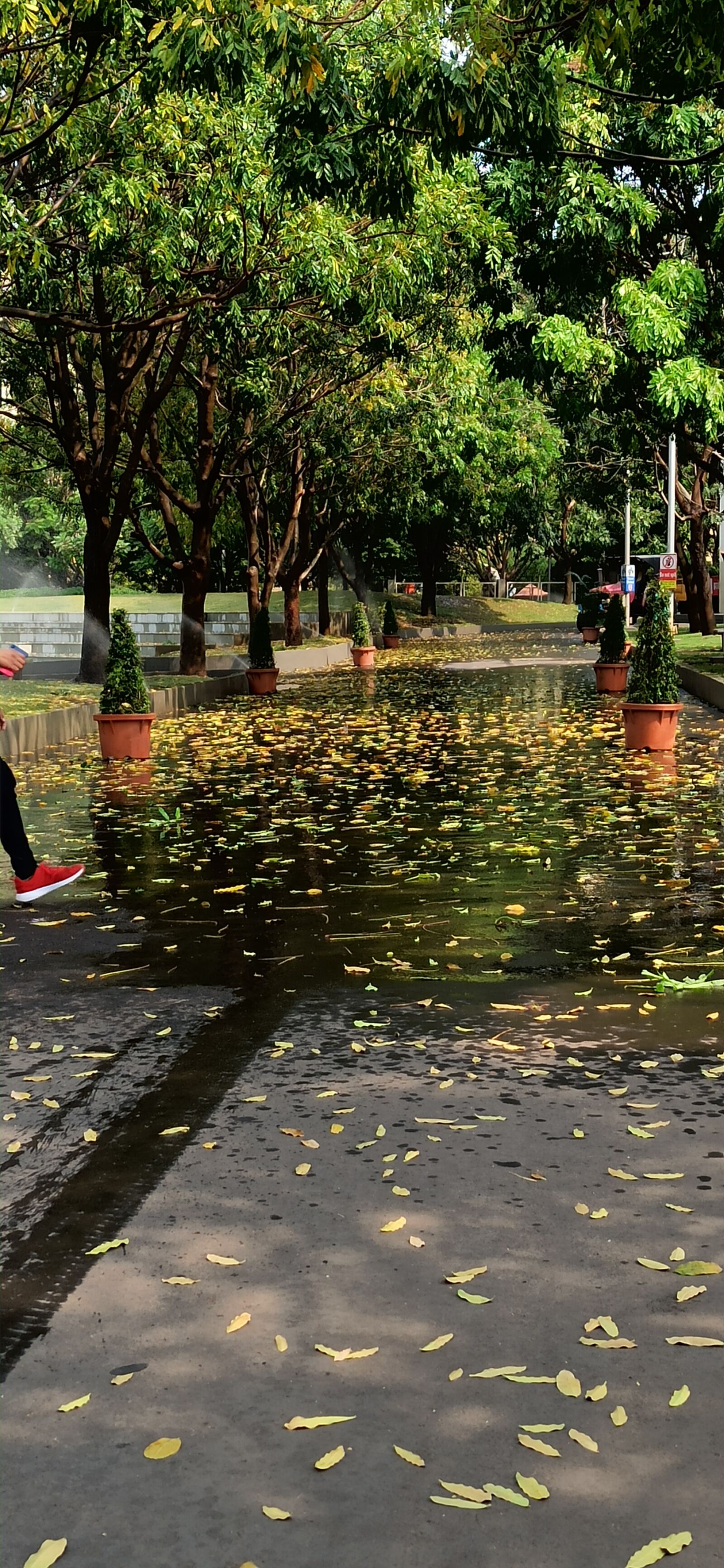 Xiaomi Redmi Note 8 Pro sample photo. Nature, trees, way photography