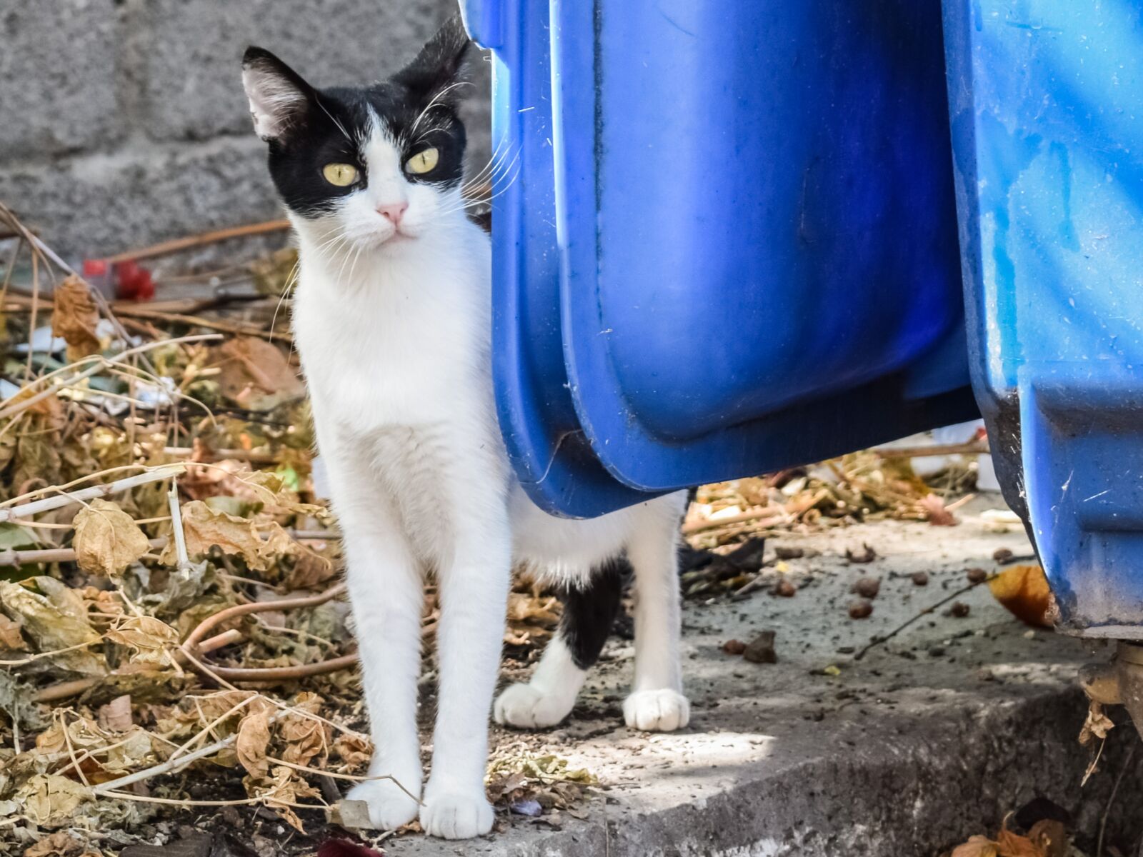 Nikon D3300 sample photo. Cat, stray, tramp photography