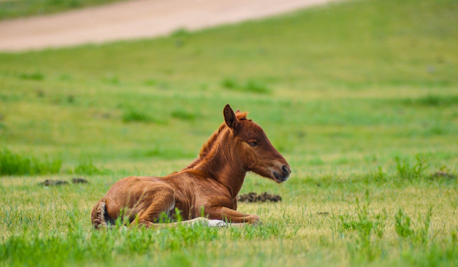 Nikon D90 sample photo. Foal, horse, animal photography