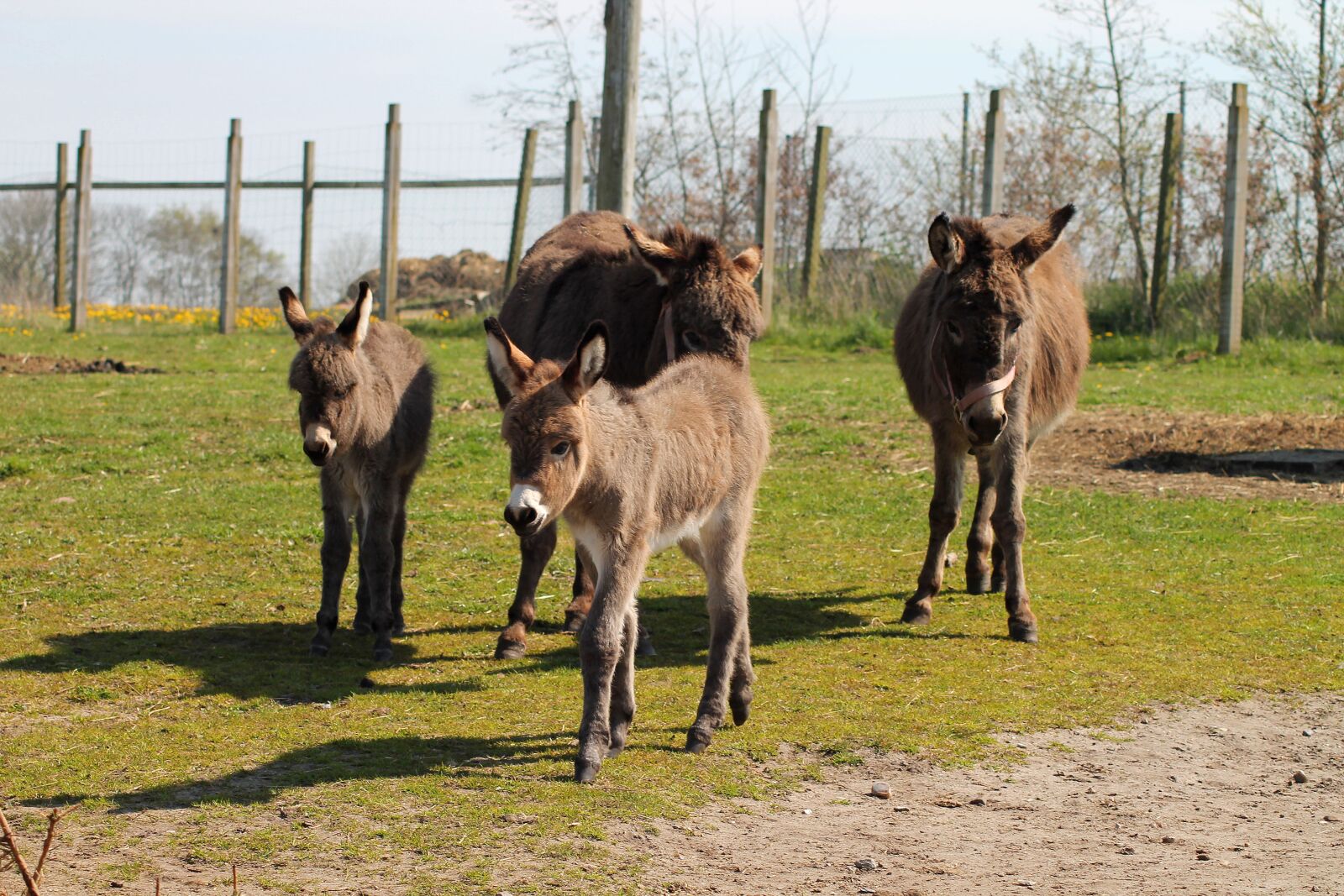 Canon EOS 1100D (EOS Rebel T3 / EOS Kiss X50) sample photo. Donkey, donkeys, expensive photography