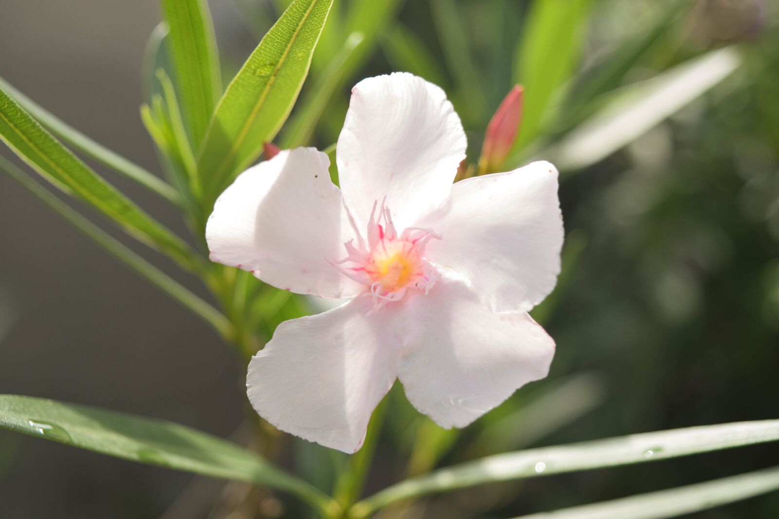 Nikon D3300 sample photo. Flowers, plant, nature photography