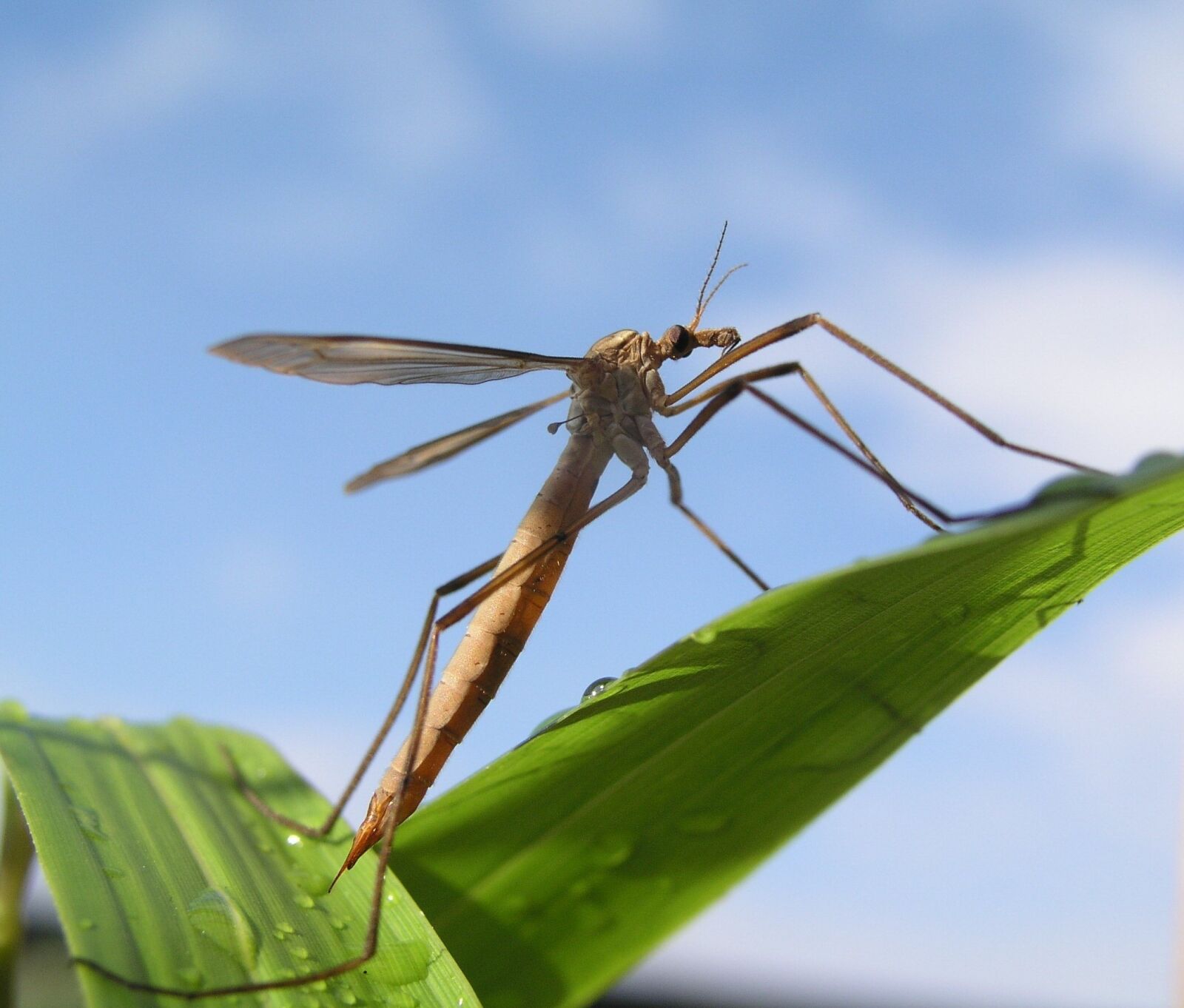 Olympus C5050Z sample photo. Crane fly, insect, spider photography