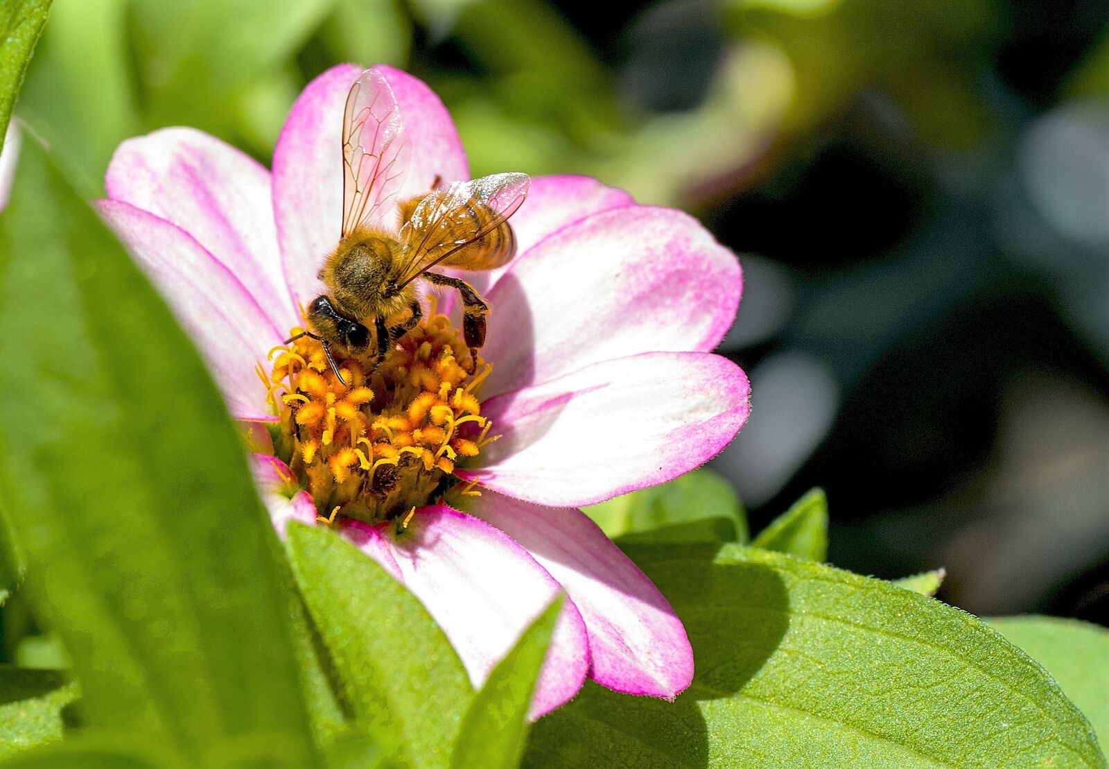 Nikon D610 sample photo. Bee, animal, macro photography