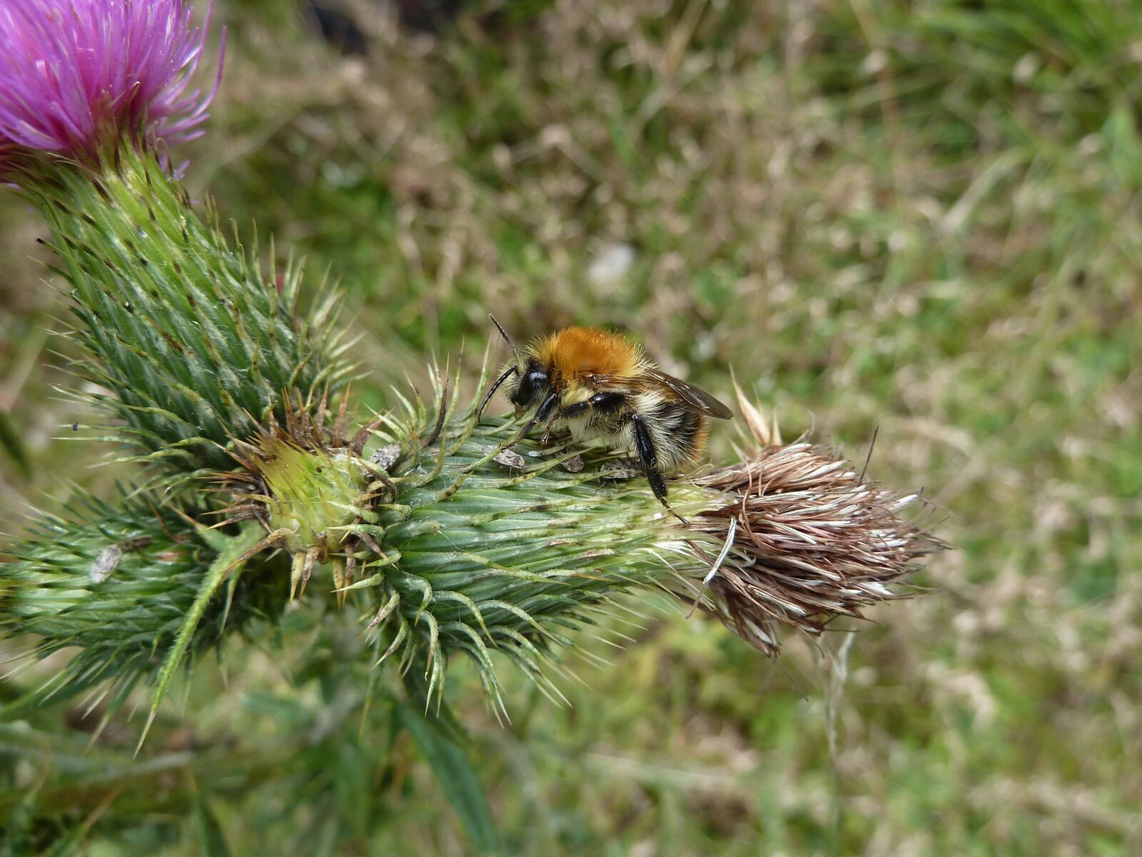Panasonic Lumix DMC-ZS7 (Lumix DMC-TZ10) sample photo. Hummel, flower, insect photography