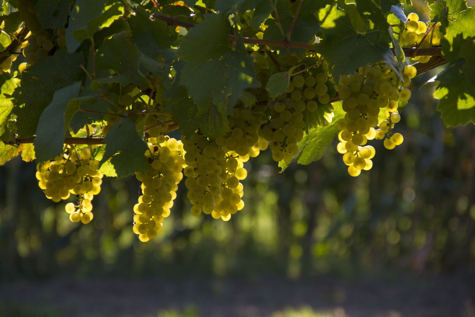 Canon EOS 7D sample photo. Grapes, yellow, harvest photography