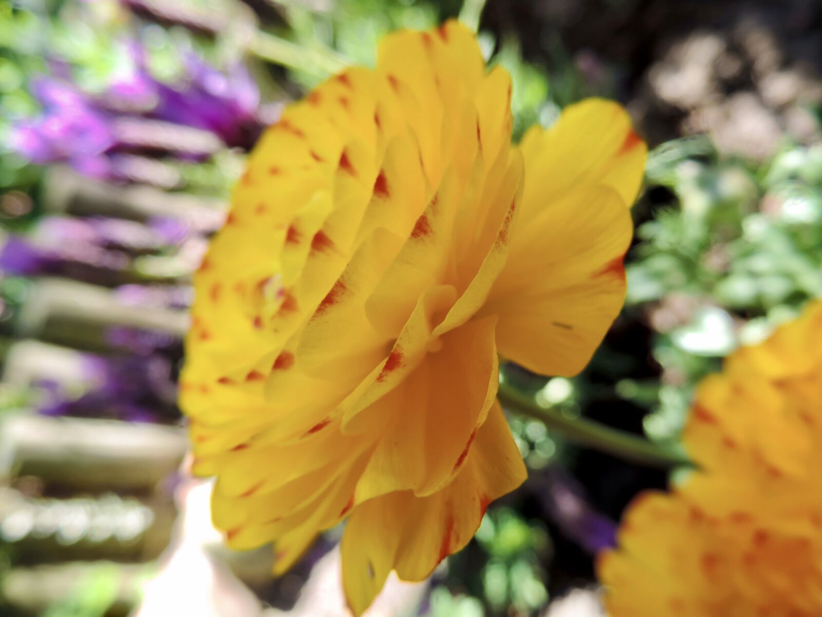 Nikon Coolpix P520 sample photo. Ranunkeln, blossom, bloom photography