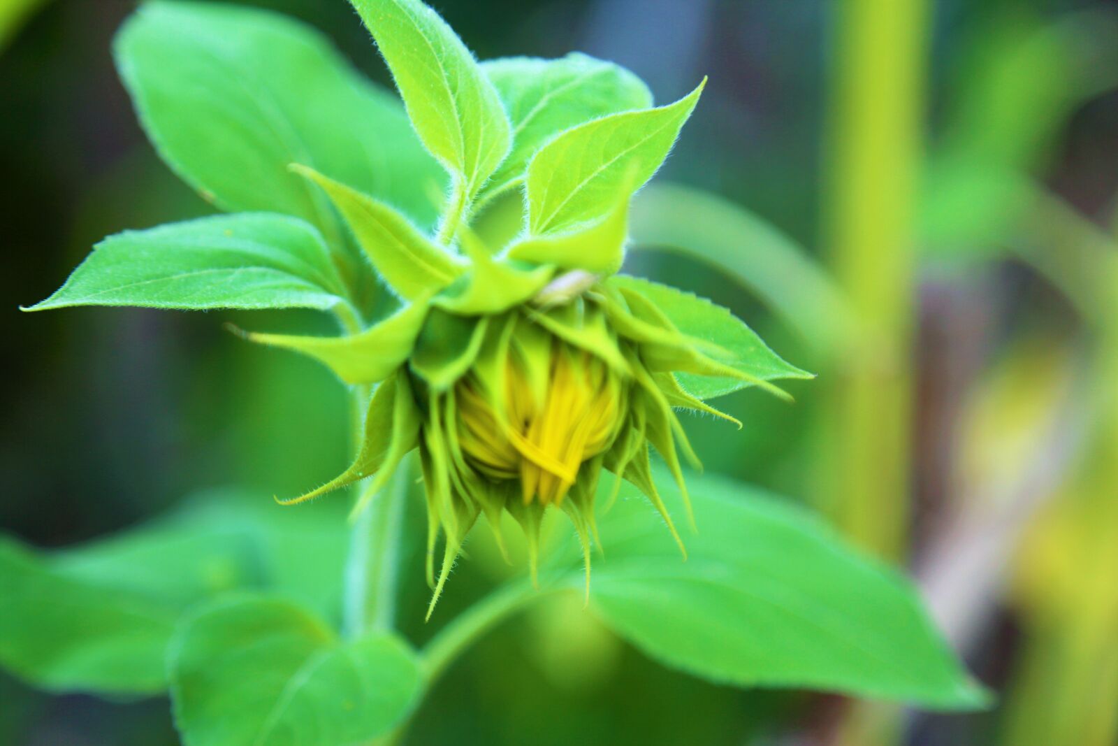 Canon EOS 5D Mark III sample photo. Sunflower, flower, nature photography
