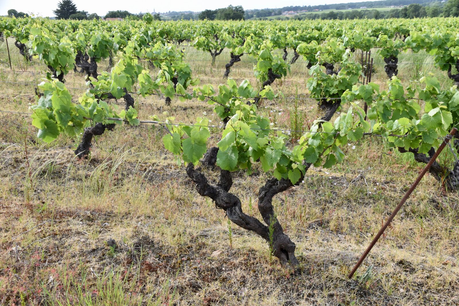Nikon D5600 sample photo. Vines, ceps, grape photography