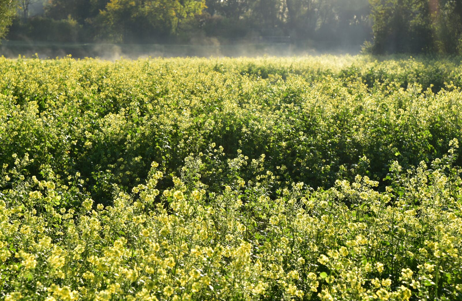 Nikon D750 sample photo. Oilseed rape, field of photography
