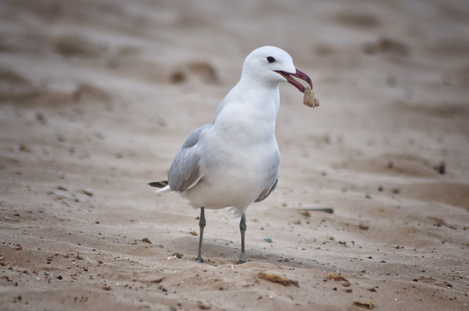Nikon D90 sample photo. Birds, seagull, beach photography