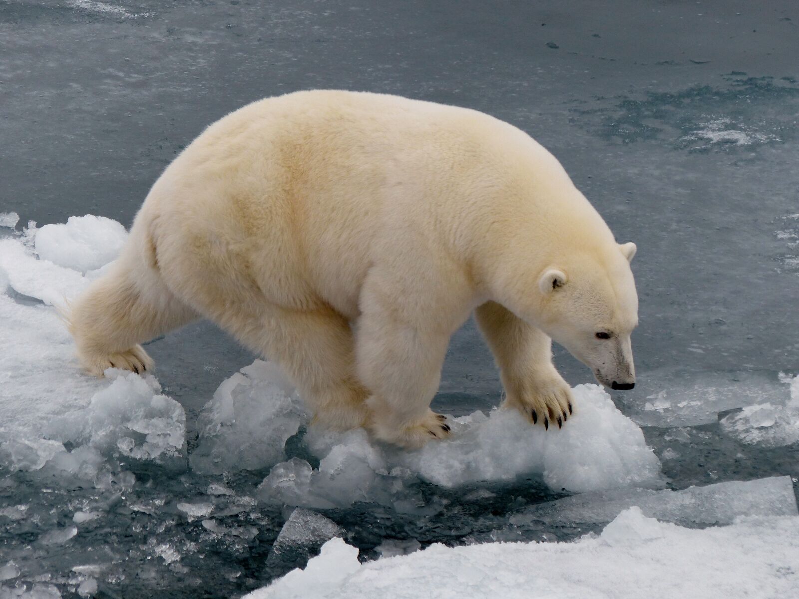 Leica V-Lux 4 sample photo. Polar bear, ice, arctic photography