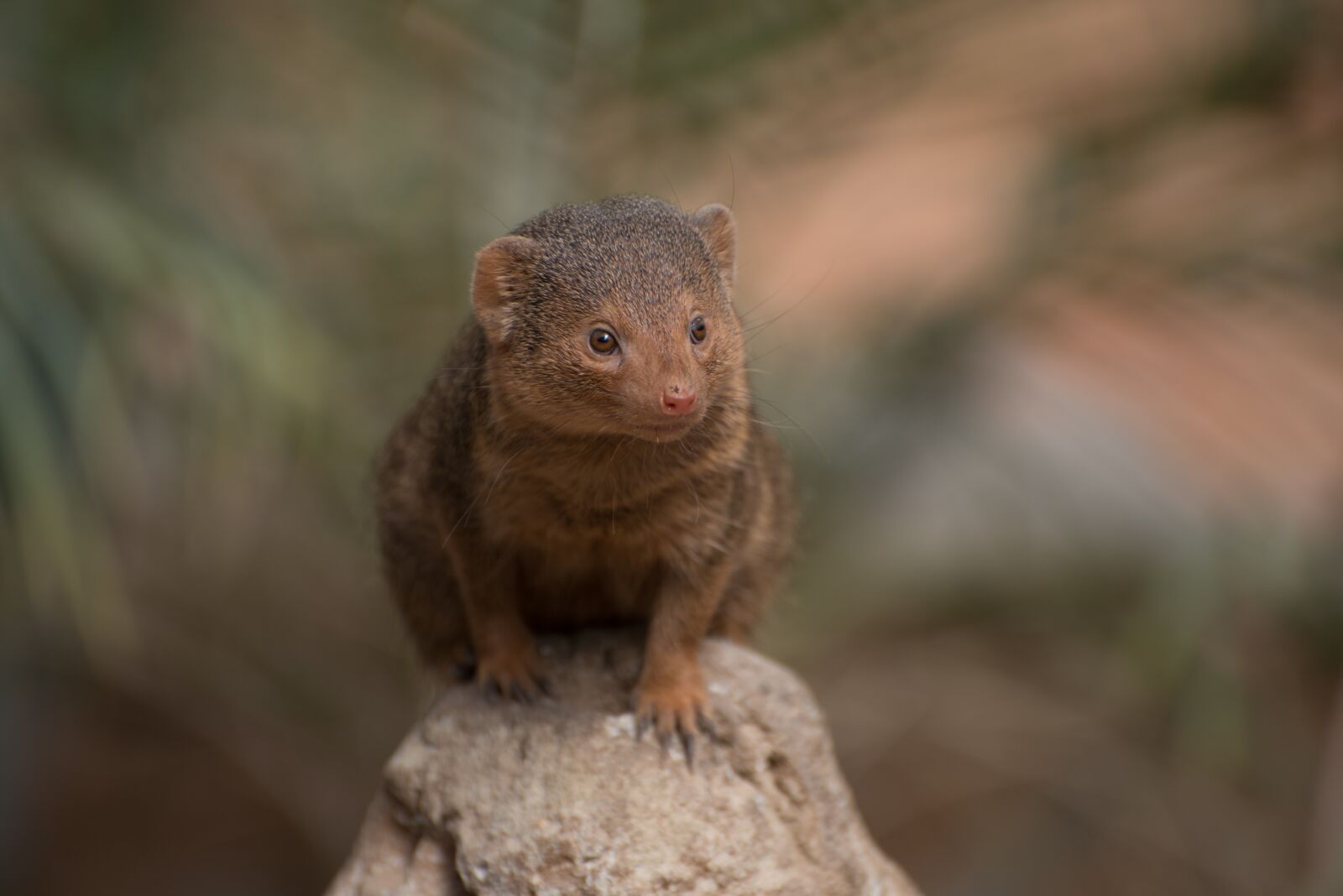 Nikon D750 sample photo. Meerkat, zoo, pairi daiza photography