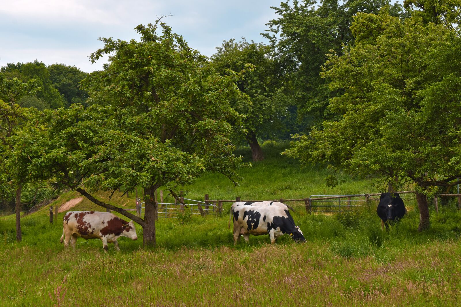 Nikon D3300 sample photo. Animal, cows, farm photography
