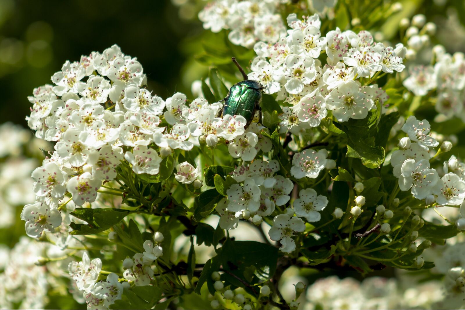 Canon EF75-300mm f/4-5.6 sample photo. Wild, sour cherry, wood photography